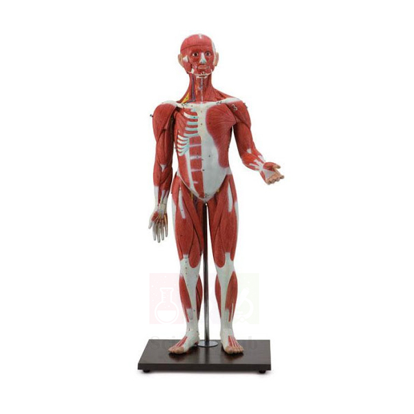 Human Sexless Muscular Figure